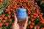 What’s in a Tulip? And why is it good for skincare?